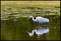 Garzetta - Egretta garzetta