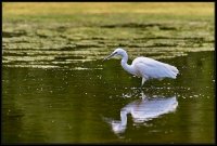 Garzetta - Egretta garzetta