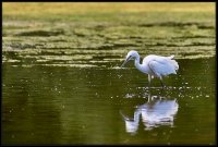 Garzetta - Egretta garzetta