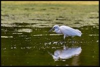 Garzetta - Egretta garzetta