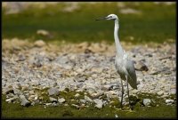Garzetta Sentinella