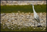 Garzetta Sentinella