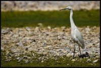 Garzetta Sentinella