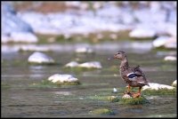 Germano reale - Anas platyrhynchos