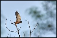 Gheppio comune - Falco tinnunculus