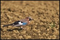 Ghiandaia 2 (Garrulus glandarius)