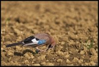 Ghiandaia 2 (Garrulus glandarius)