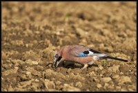 Ghiandaia 2 (Garrulus glandarius)