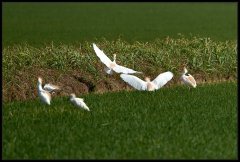 Airone guardabuoi - Bubulcus ibis