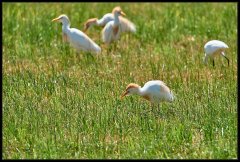 Airone guardabuoi - Bubulcus ibis