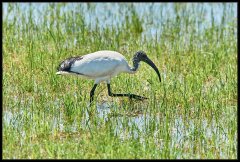 Ibis Sacro Africano - Threskiornis aethiopicus