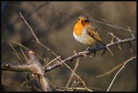 Pettirosso - Erithacus rubecola