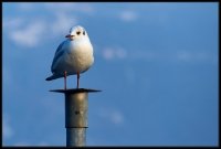 Lago D'Iseo