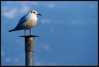 Lago D'Iseo