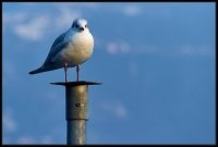 Lago D'Iseo