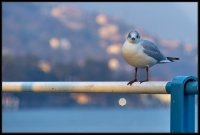 Lago D'Iseo