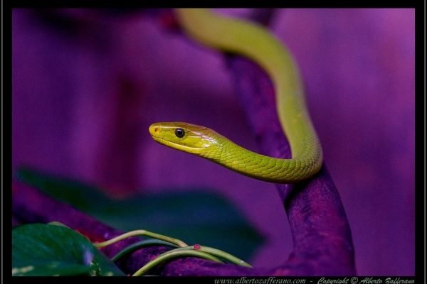 Safari Park – Mamba verde orientale (Dendroaspis angusticeps)