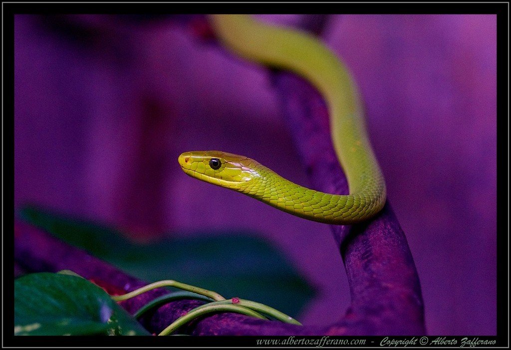 Safari Park – Mamba verde orientale (Dendroaspis angusticeps)