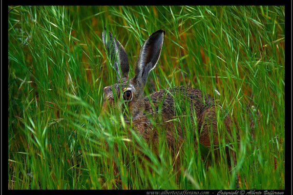 Lepre – Genere Lepus – (Lepus europaeus)