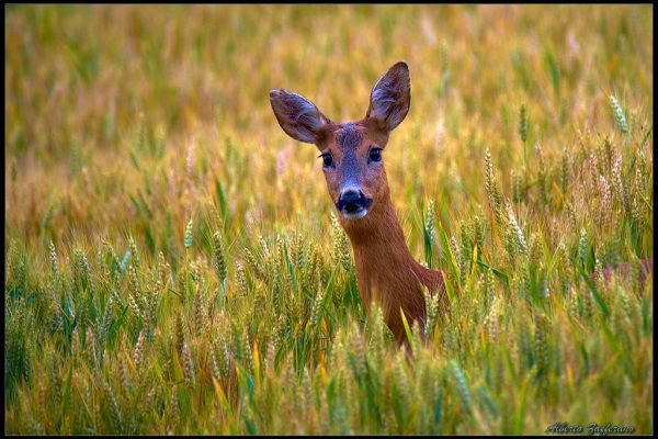 Capriolo nel grano (Capreolus capreolus)