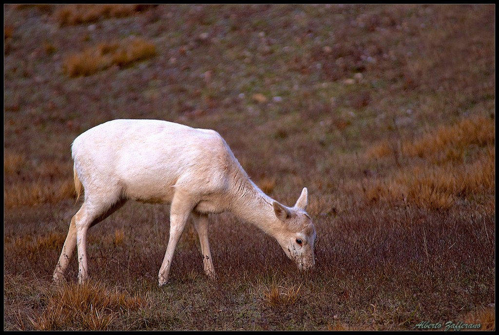 Daino bianco (Dama dama)