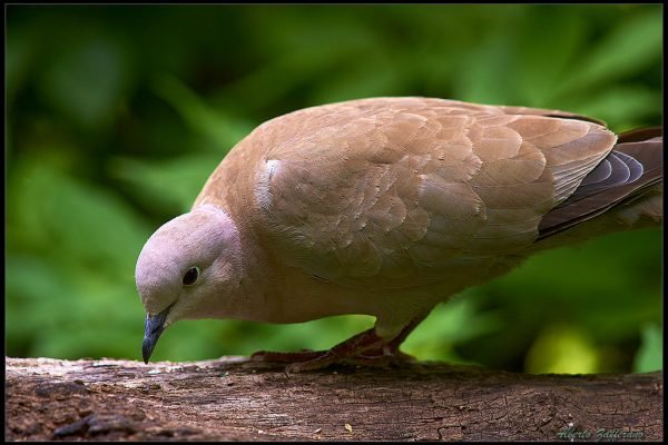 Tortora dal collare o tortora orientale (Streptopelia decaocto)