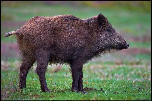 Cinghiale (Sus scrofa)