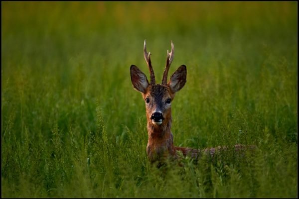 Capriolo (Capreolus capreolus)