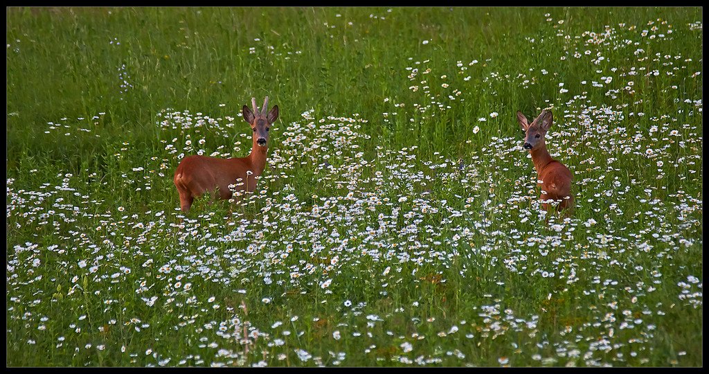 Caprioli (Capreolus capreolus) e margherite