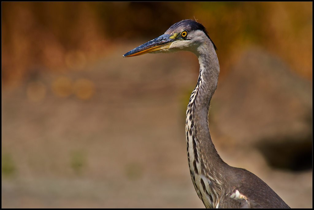 Airone Cenerino (Ardea cinerea)