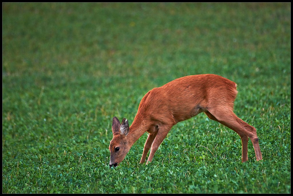 Capriolo (Capreolus capreolus)