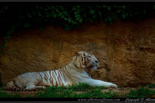 Le Cornelle – Tigre Bianca (Panthera tigris)