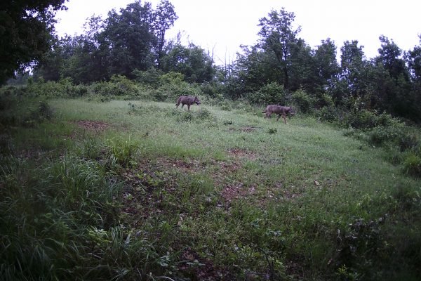 Fototrappola Lupo (Canis lupus italicus)