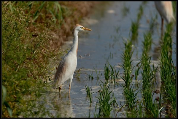 Airone guardabuoi (Bubulcus ibis)