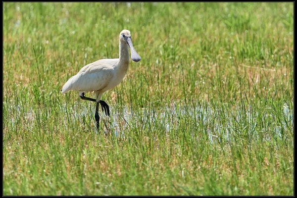 Spatola bianca (Platalea leucorodia)