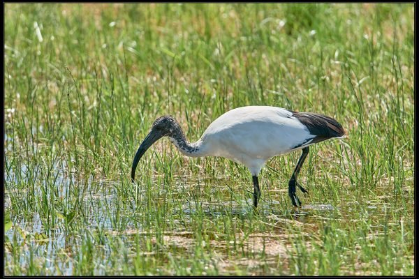 Ibis sacro (Threskiornis aethiopicus)