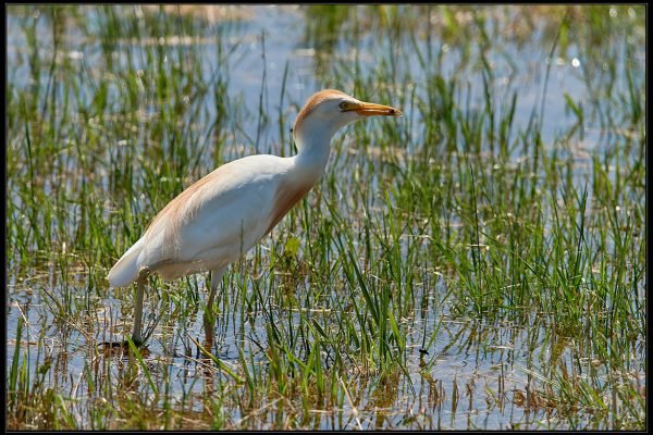 Airone guardabuoi (Bubulcus ibis)