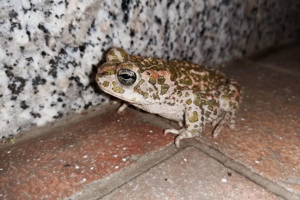 Rospo smeraldino (Bufotes viridis)