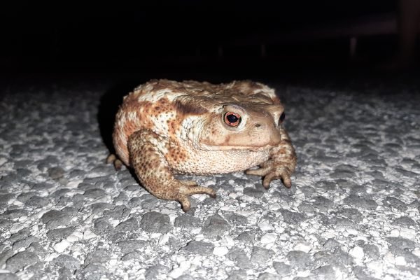 Bufo bufo – Il rospo