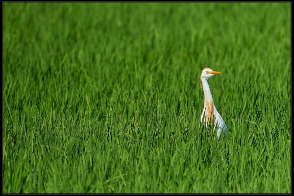 Airone guardabuoi (Bubulcus ibis)