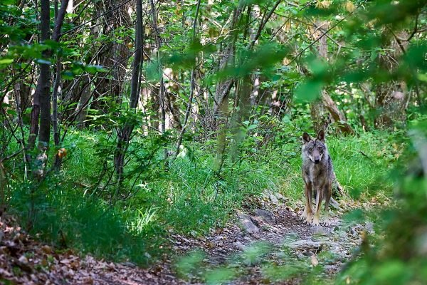 Lupo grigio appenninico – Canis lupus italicus