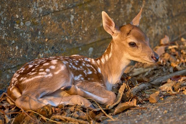 Cucciolo di Daino