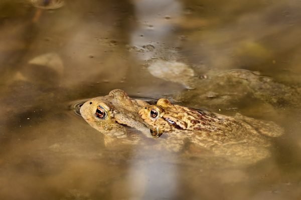 Accoppiamento di Bufo bufo