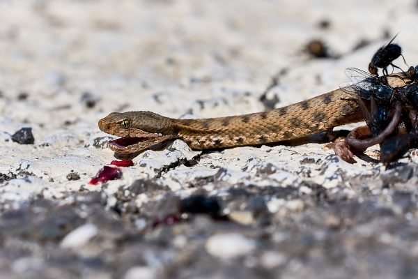 Vipera Aspis