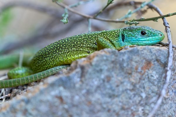 Ramarro Occidentale – Lacerta bilineata