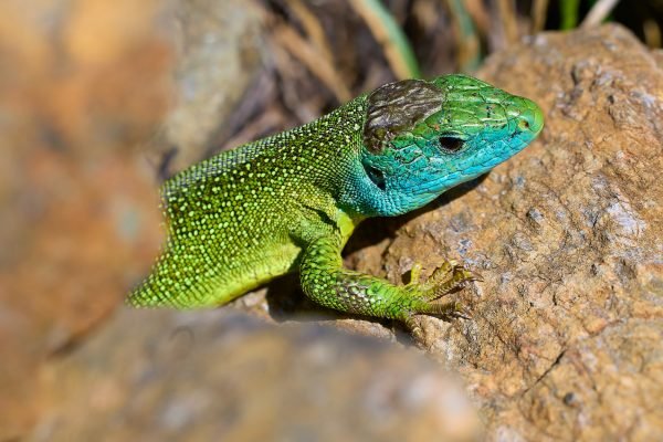 Ramarro orientale – Lacerta bilineata