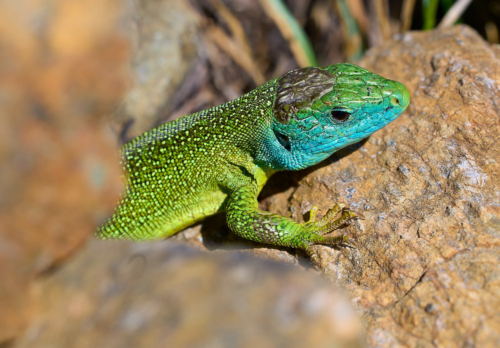 Ramarro orientale – Lacerta bilineata