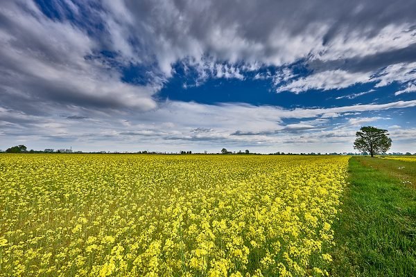 Colza (Brassica Napus) o Navone