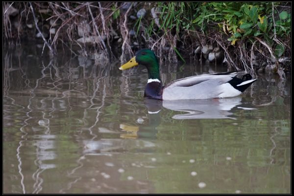 Germano reale (Anas platyrhynchos)