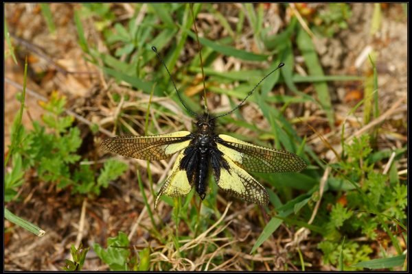 Libelloides coccajus